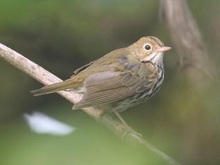 Ovenbird - 7/20/21, Rose Valley Lake © Bobby Brown