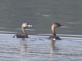 Pied-billed Grebe - 7/31/21, Rose Valley Lake © Bobby Brown