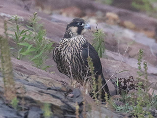 Peregrine Falcon - 6/21/21, Williamsport Dam © Bobby Brown