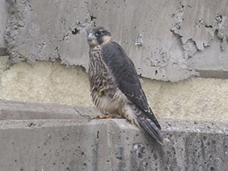 Peregrine Falcon - 6/12/21, Williamsport Dam © Bobby Brown
