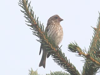 Purple Finch - 7/20/21, Rose Valley Lake © Bobby Brown