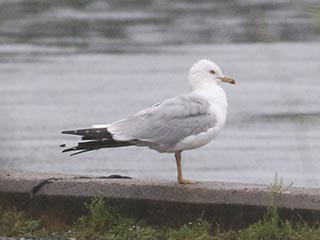 Ring-billed Gull - 6/22/21, Rose Valley Lake © Bobby Brown