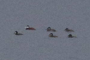 Ruddy Ducks - 6/3/21, Rose Valley Lake © Bobby Brown