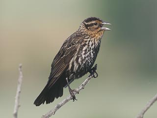Red-winged Blackbird - 6/5/21, Rose Valley Lake © Bobby Brown