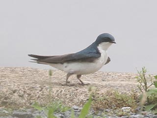 Tree Swallow - 7/12/21, Rose Valley Lake © Bobby Brown
