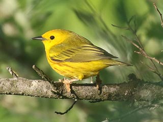 Yellow Warbler - 6/5/21, Rose Valley Lake © Bobby Brown
