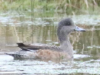 American Wigeon - 1/1/23, Hughesville © Bobby Brown
