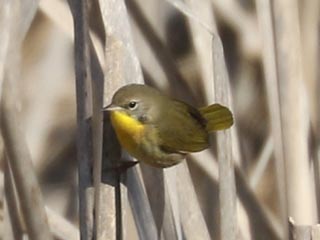 Common Yellowthroat - 2/26/23, Rose Valley Lake © Bobby Brown