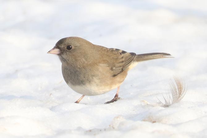 Dark-eyed Junco - 12/21/22, Indian Park © Bobby Brown