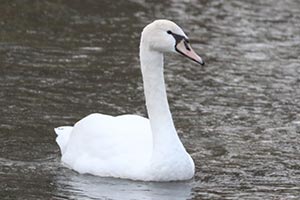 Mute Swan - 1/7/23, Pennsdale © Bobby Brown