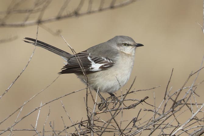 Northern Mockingbird - 2/5/23, Rose Valley Lake © Bobby Brown