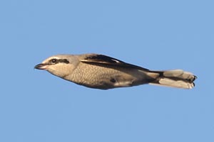 Northern Shrike - 1/1/23, Rose Valley Lake © Bobby Brown