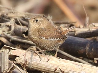Winter Wren - 1/8/23, Canfield Island © Bobby Brown