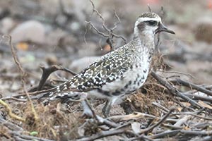 American Golden-Plover - 9/7/22, Nisbet © Bobby Brown