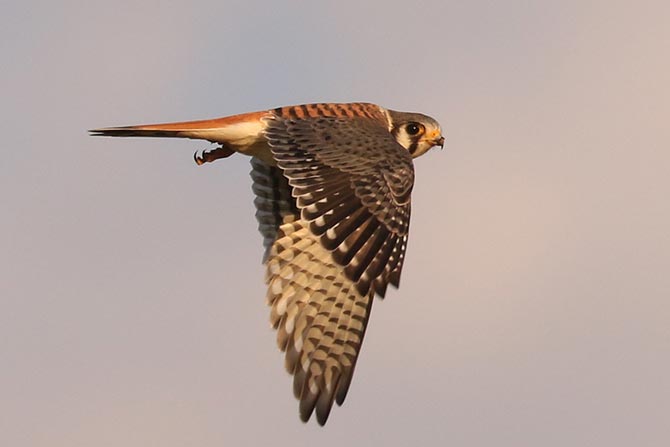 American Kestrel - 9/9/22, Robert Porter Allen Natural Area © Bobby Brown