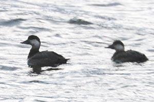 Black Scoters - 11/17/22, Rose Valley Lake © Bobby Brown