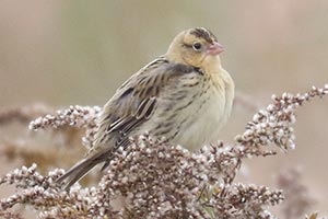 Bobolink - 10/16/22, Robert Porter Allen Natural Area © Bobby Brown