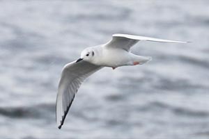 Bonaparte's Gull - 11/20/22, Rose Valley Lake © Bobby Brown