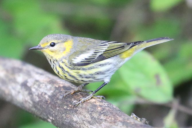 Cape May Warbler - 9/14/22, Rose Valley Lake © Bobby Brown