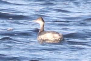 Eared Grebe - 11/19/22, Rose Valley Lake © Bobby Brown