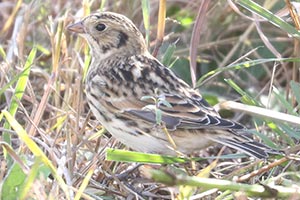 Lapland Longspur - 9/28/22, Robert Porter Allen Natural Area © Bobby Brown