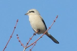 Northern Shrike - 11/26/22, Rose Valley Lake © Bobby Brown