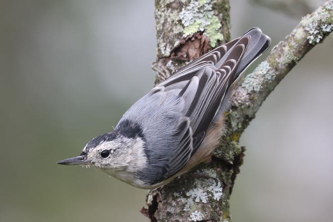 White-breasted Nuthatch - 9/9/22, Rose Valley Lake © Bobby Brown