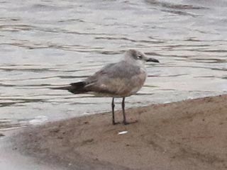 Laughing Gull - 5/26/22, Williamsport Dam © Bobby Brown
