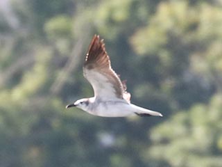 Laughing Gull - 5/30/22, Williamsport Dam © Bobby Brown