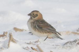 Lapland Longspur - 3/12/22, Nisbet © Bobby Brown