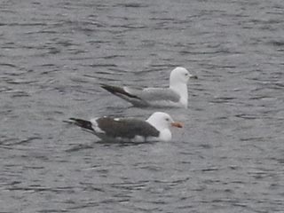 Lesser Black-backed Gull - 4/9/22, Rose Valley Lake © Bobby Brown