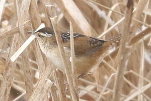 Marsh Wren - 4/17/22, Rose Valley Lake © Bobby Brown