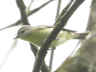 Philadelphia Vireo - 5/15/22, SGL 252 © Bobby Brown