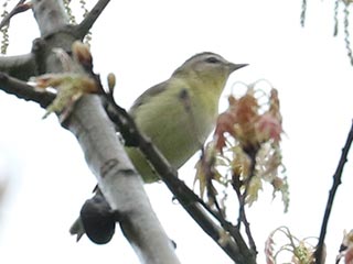 Philadelphia Vireo - 5/16/22, Rose Valley Lake © Bobby Brown