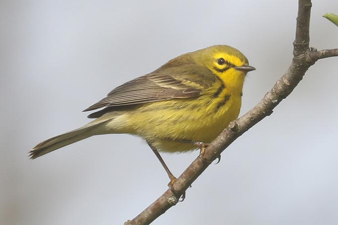 Prairie Warbler - 5/3/22, Rose Valley Lake © Bobby Brown