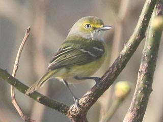 White-eyed Vireo - 4/24/22, SGL 252 © Bobby Brown