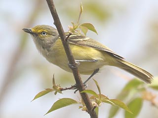 White-eyed Vireo - 5/1/22, SGL 252 © Bobby Brown