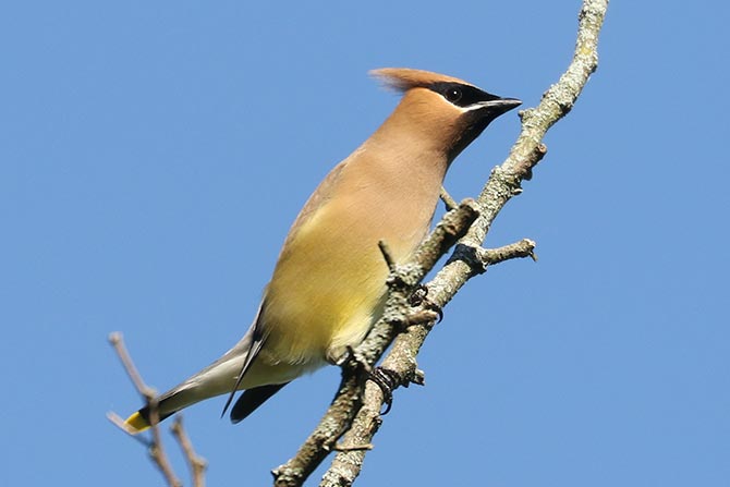 Cedar Waxwing - 7/3/22, Rose Valley Lake © Bobby Brown