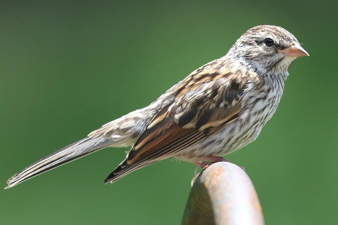 Chipping Sparrow - 6/17/22, Montoursville © Bobby Brown
