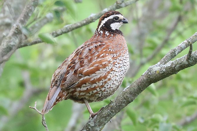 Northern Bobwhite - 7/31/22, Robert Porter Allen Natural Area © Bobby Brown