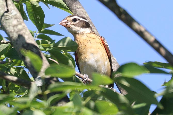 Rose-breasted Grosbeak - 7/23/22, Rose Valley Lake © Bobby Brown