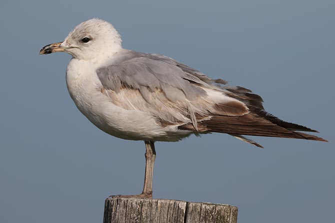 Ring-billed Gull - 6/5/22, Rose Valley Lake © Bobby Brown
