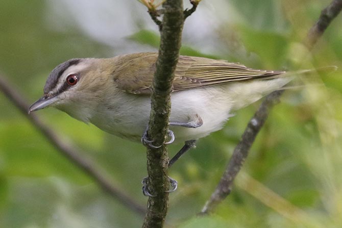 Red-eyed Vireo - 6/5/22, Rose Valley Lake © Bobby Brown