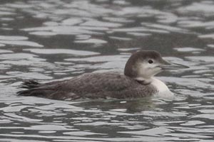 Common Loon - 1/3/24, Williamsport Dam © Bobby Brown