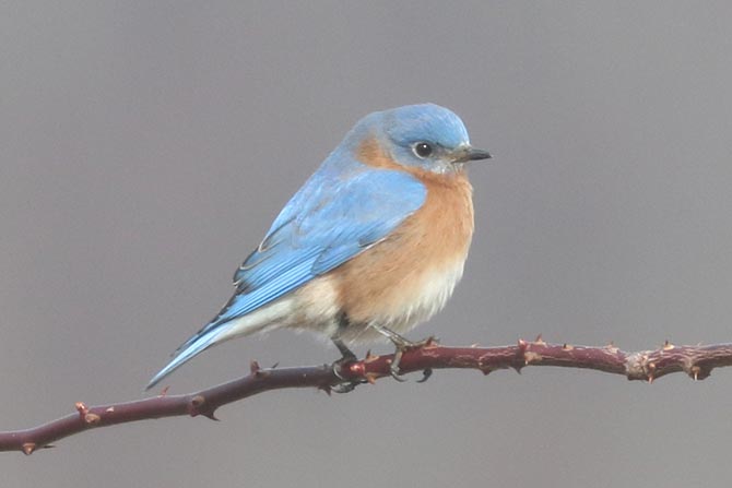 Eastern Bluebird - 2/24/24, Rose Valley Lake © Bobby Brown