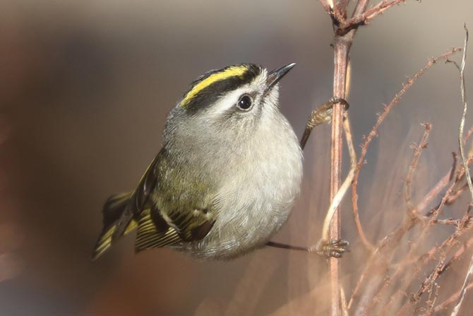 Golden-crowned Kinglet - 2/3/24, Williamsport Dam © Bobby Brown
