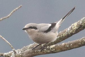 Northern Shrike - 12/29/23, Rose Valley Lake © Bobby Brown