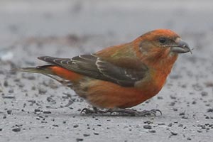 Red Crossbill - 2/11/24, Haneyville © Bobby Brown