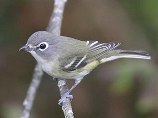 Blue-headed Vireo - 10/11/23, Rose Valley Lake © Bobby Brown