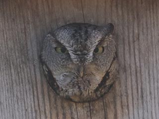 Eastern Screech-Owl - 11/9/23, Robert Porter Allen Natural Area © Bobby Brown